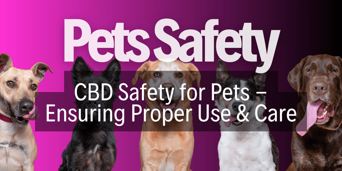 Ensuring Pet Safety: The Proper Use of CBD